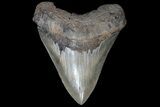 Serrated, Megalodon Tooth - Georgia #69758-1